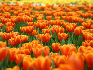 fiori-arancioni-sfondo1