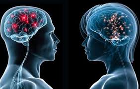 cervelli maschile e femminile